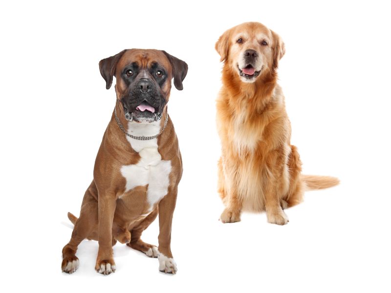 Peluqueria canina a domicilio para perritos de 26 a 45 Kilos – Pet me